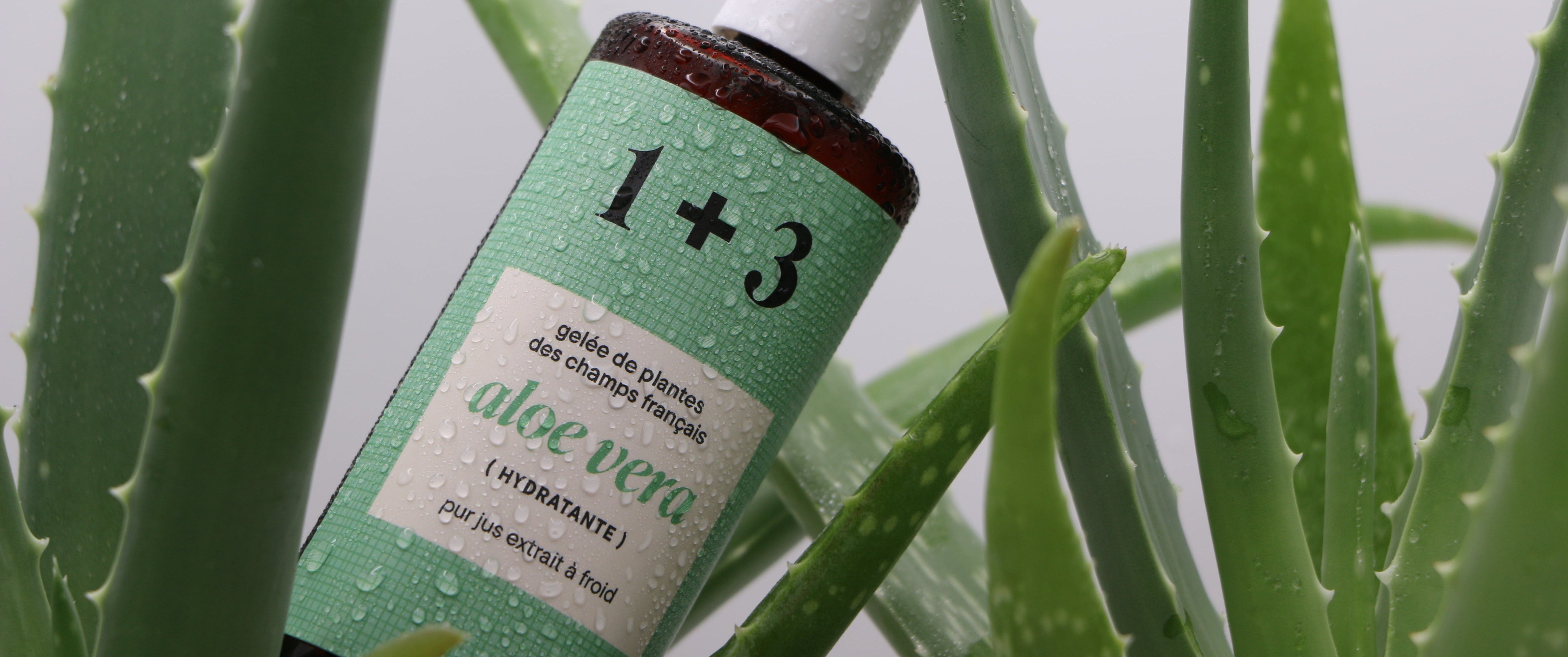 Gelée d’aloe vera 1+3, flacon humide entouré de feuilles d’aloe vera fraîches