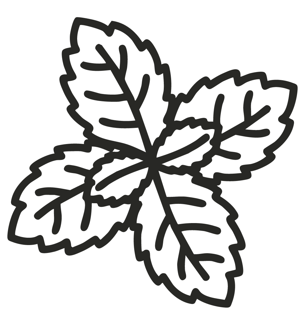 Icône de feuille de menthe – symbole de fraîcheur et de pureté naturelle, ingrédient des soins 1+3